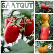Tomaten Saatgut Tomaten Saatgut